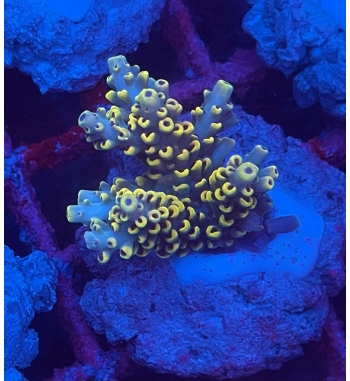 Acropora Pikachu