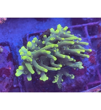 Acropora Caroliniana