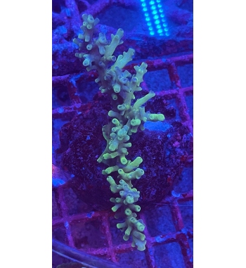 Acropora Fox flame green