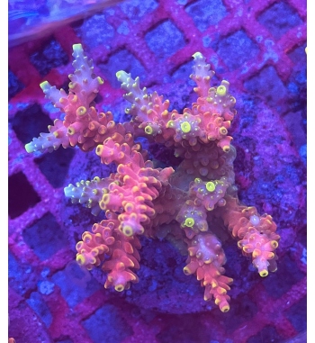 Acropora Microclados pink blue