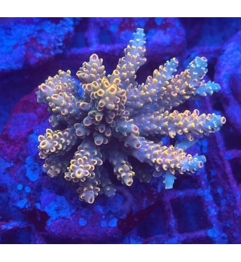 Acropora Aculeus orange blue