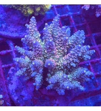 Acropora Tenuis multicolor