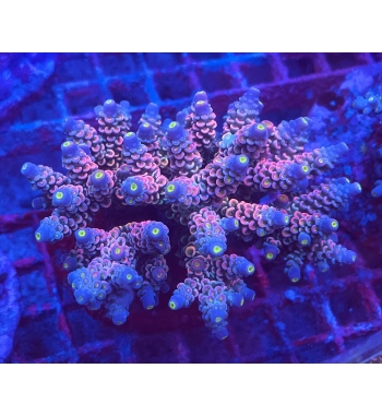 Acropora Tenuis pink blue