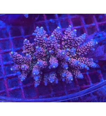 Acropora Tenuis red blue with green centre