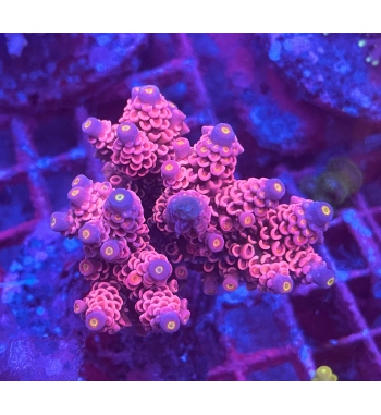 Acropora super red blue tenuis