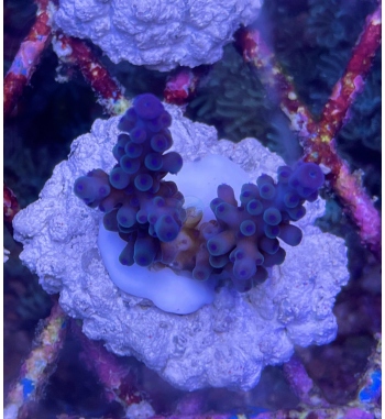 Acropora Gomezi