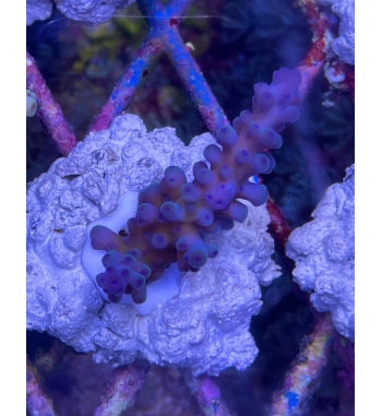 Acropora Gomezi