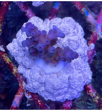 Acropora Gomezi