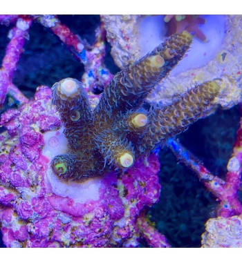 Acropora Millepora orange green