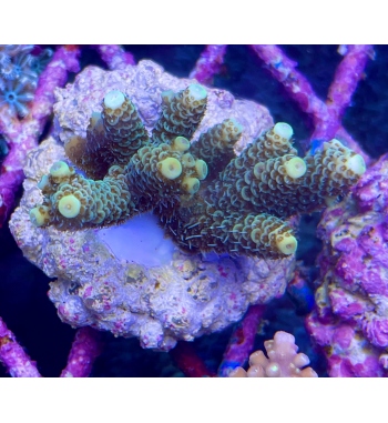 Acropora Millepora green orange