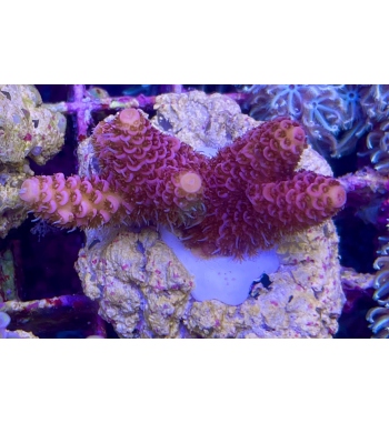 Acropora Spathulata super red