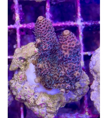 Acropora Spathulata pink green