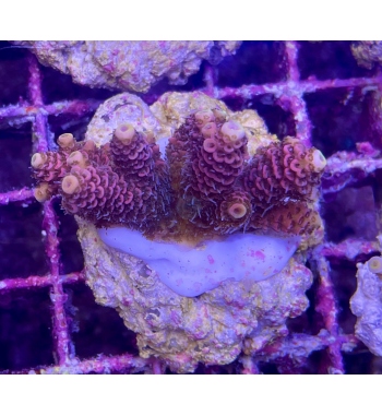 Acropora Spathulata pink green