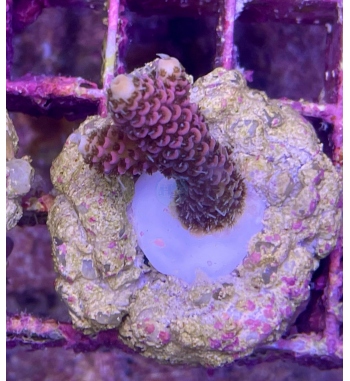 Acropora Millepora pink