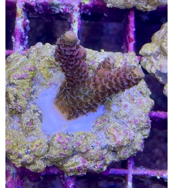 Acropora Millepora pink