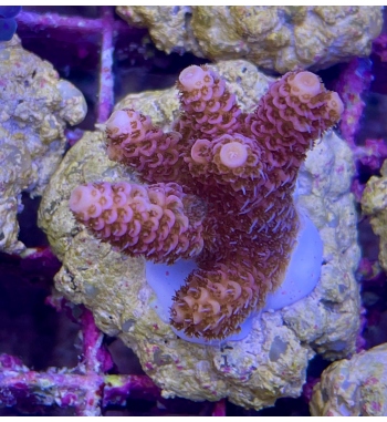 Acropora Millepora pink