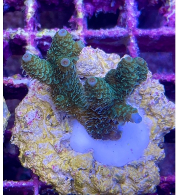 Acropora Millepora green blue