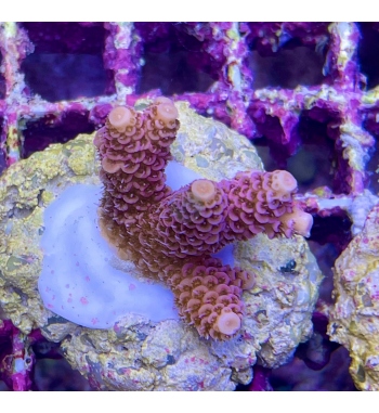 Acropora Millepora pink