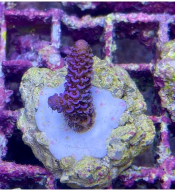 Acropora Ultra rare millepora full blue