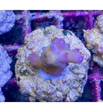 Acropora Loripes multicolor