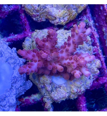 Acropora Microclados red