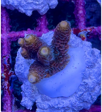 Acropora Millepora red orange