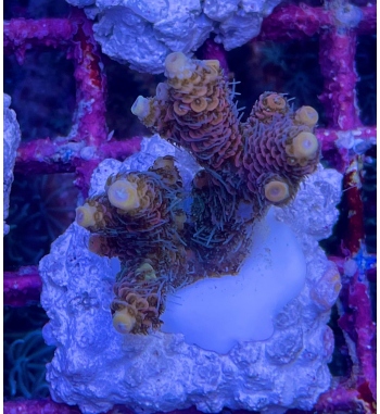 Acropora Millepora red orange