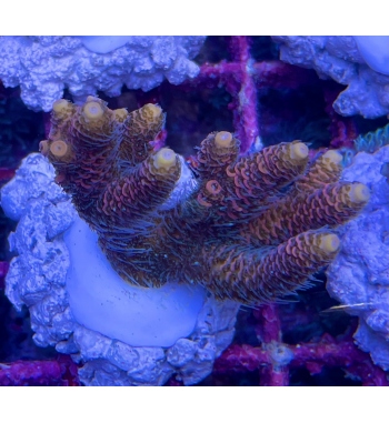 Acropora Millepora red orange