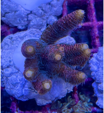 Acropora Millepora red orange