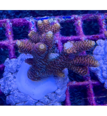 Acropora Millepora red orange