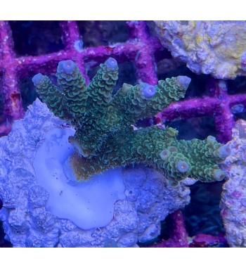 Acropora Millepora green blue