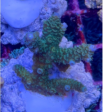 Acropora Millepora green blue