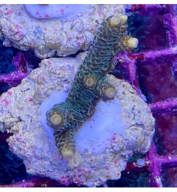 Acropora Millepora green orange