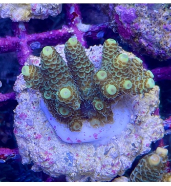 Acropora Millepora gold