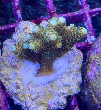 Acropora Millepora gold