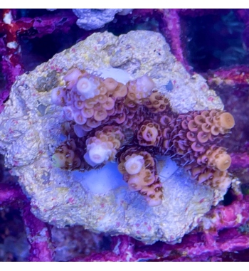 Acropora Millepora pink