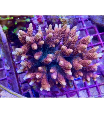 Acropora Millepora pink green