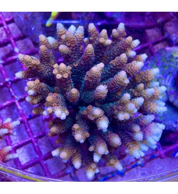 Acropora Millepora orange green