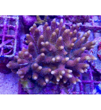 Acropora Millepora pink