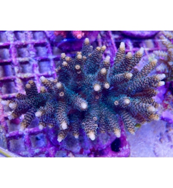 Acropora Millepora green orange