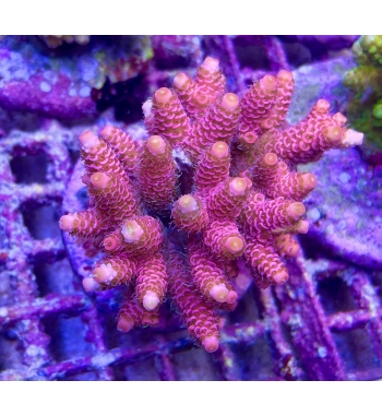 Acropora Millepora super red