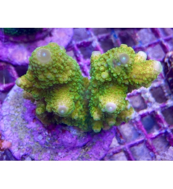 Acropora Humilis green