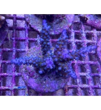 Acropora Gomezi blue