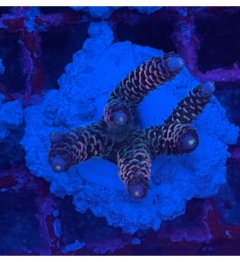 Acropora Millepora rainbow