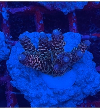 Acropora Millepora rainbow