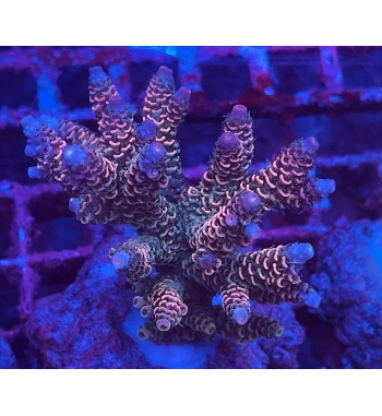 Acropora Millepora rainbow