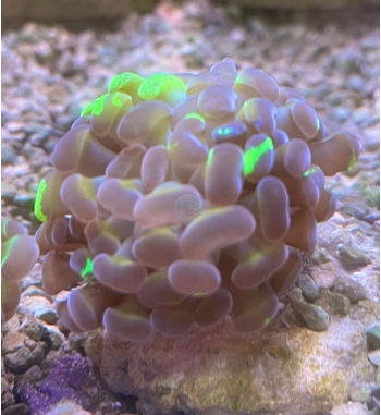 Euphyllia Parancora grafted