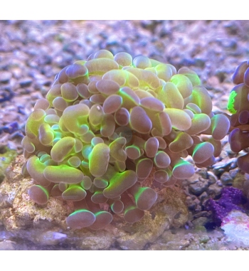 Euphyllia Parancora multicolor