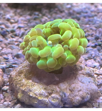 Euphyllia Parancora orange