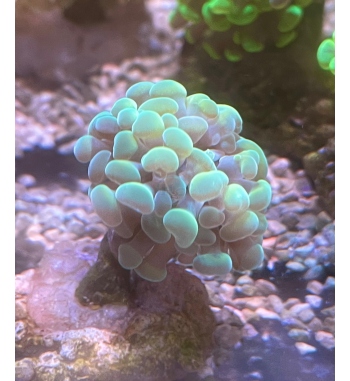 Euphyllia Parancora orange